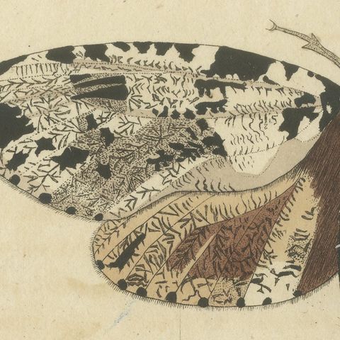 Two Large Exotic Moths, Antique Bertuch Print, circa 1815, close-up 1