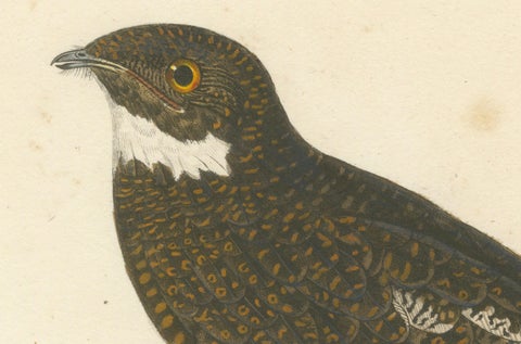 Rare Engraving of a Natterer’s Nightjar, Ornithological Illustration, ca.1808, close-up 3