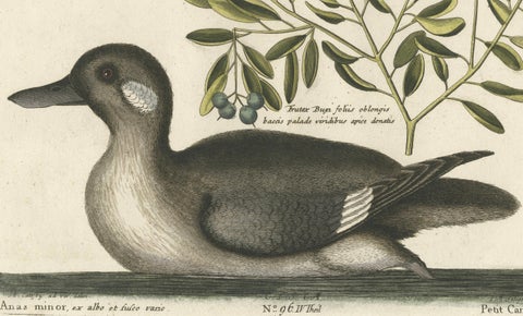 Engraving of the Small Brown and White Duck with Botanical Detail, circa 1770, close-up 2