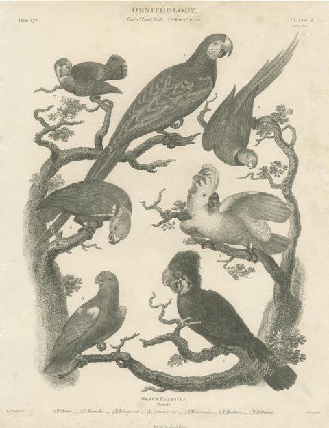 Antique Bird Print of Seven Parrots of the Order Psittaciformes, view 3