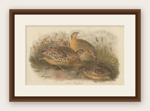 Antique Bird Print of the Burmo-Malayan Button Quail by Hume & Marshall, 1879, shown framed