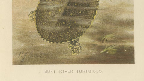 Soft River Tortoises, Antique Reptile Natural History Print, c.1895, close-up 5