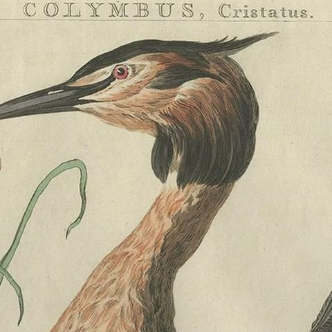 Antique Bird Print of the Great Crested Grebe by Sepp & Nozeman, 1789, close-up 1