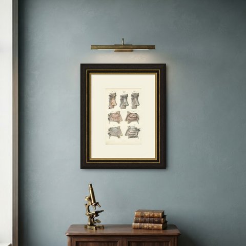 Vessels and Olfactory Nerves of the Nose, Antique Hirschfeld Anatomy Print, 1866, shown framed on a wall