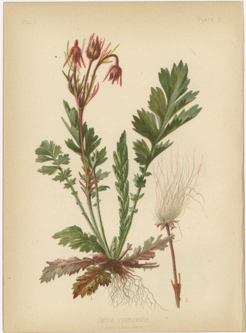 Native US Flora - Six Original Botanical Chromolithograps, 1879, view 3