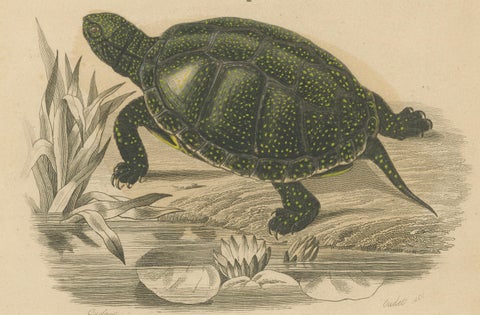 Turtle Print of Moorish Tortoise and European Pond Turtle, c.1850, Orbigny, close-up 2