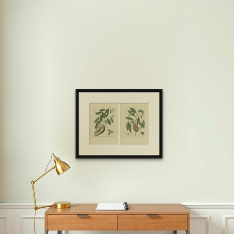 Flying Squirrel & Blue-Tail Lizard, Catesby Natural History c.1771, shown framed on a wall
