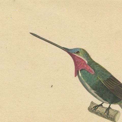 Hummingbird Illustrations: Adult, Young Male, and Female by Huet & Prêtre, 1838, close-up 4