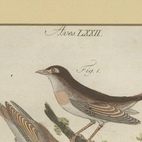 Antique Bird Print of Nightingales, close-up 1