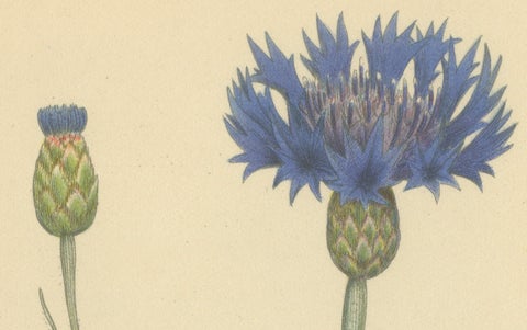 Cornflower Botanical Study, Centaurea Cyanus, Carl Lindman, c.1905, close-up 2