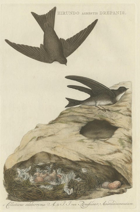 Antique Bird Print of the Sand Martin by Sepp & Nozeman, 1770, view 2
