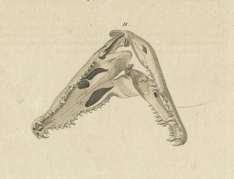 Antique Print of the Santo Domingo Crocodile and a Crocodile Skull, close-up 1