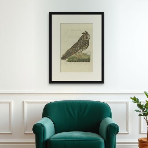 Strix Otus, Antique Long-Eared Owl Print by Nozeman & Sepp, 1809, shown framed on a wall