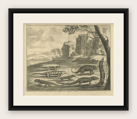 Antique Print Depicting a Cuscus, Chameleon and other Lizzards and Animals, 1726, shown framed
