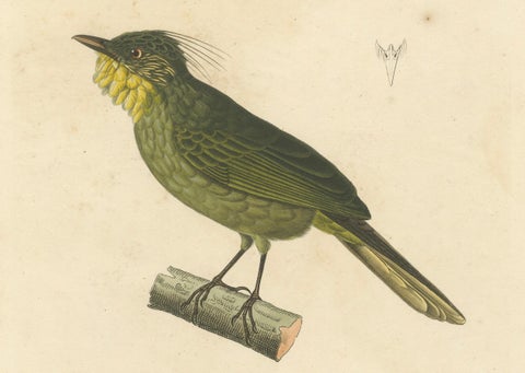 Hand-Colored Engraving of a Bearded Barbet, Exotic Ornithological Print, c.1808, close-up 2