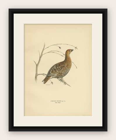 Antique Bird Print of the Black Grouse by Von Wright, 1929, shown framed