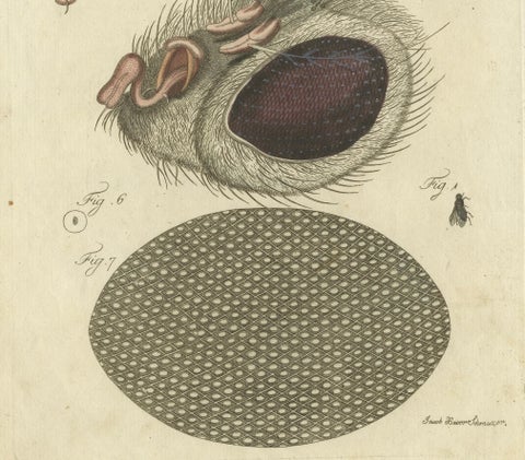 Anatomy of the Common Fly: Hand-Colored Engraving from Bertuch, 1798, close-up 1