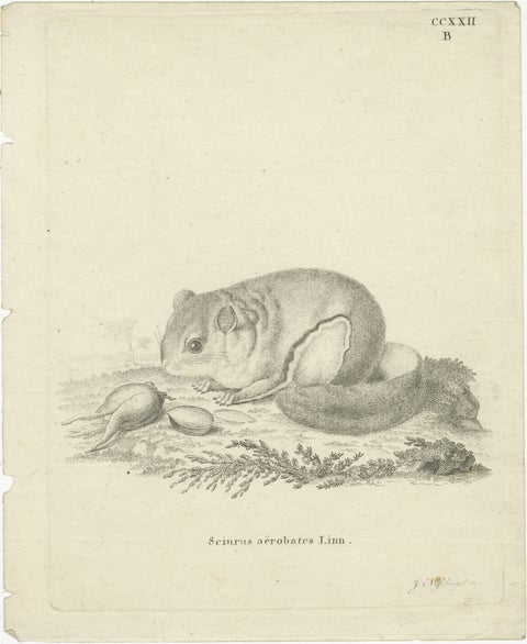 Flying Squirrel, Antique Zoological Engraving by Johann Nußbiegel, c.1800, view 2