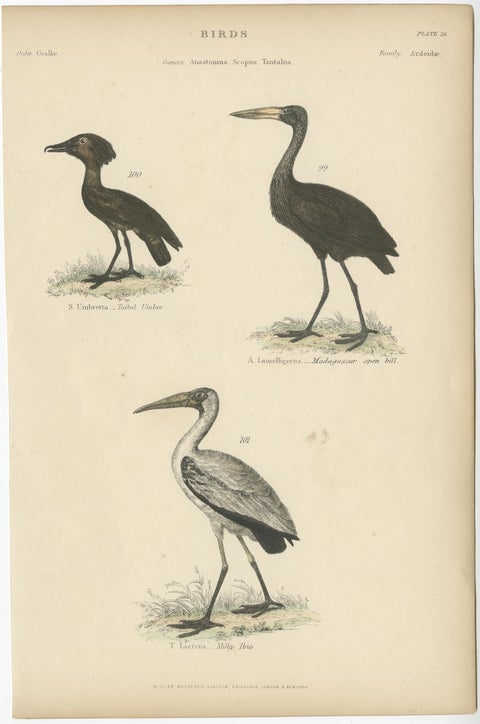 Old Bird Print of The Tufted Umbre, Madagascar Open Bill and Milky Ibis, c.1860, view 2