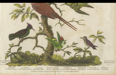 Diverse Avian Species: An early 18th-Century Ornithological Study, 1811, close-up 5