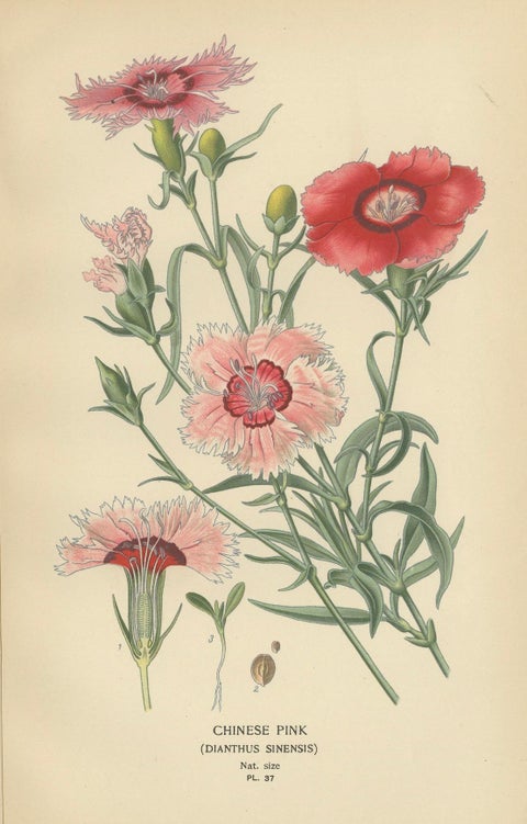 Edwardian Blossoms: A Triptych of Garden Elegance, 1896, close-up 2