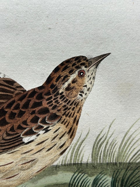Meadow Pipit Bird Print, Alauda Pratensis from Nederlandsche Vogelen, 1809, view 4