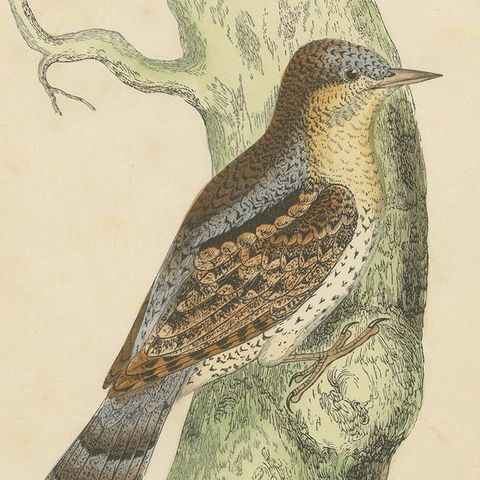 Antique Bird Print of a Wryneck, circa 1880, close-up 2
