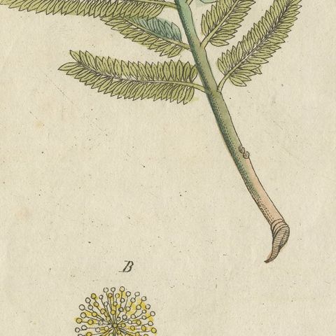 Rubber Tree and Gum Arabic Acacia, Antique Bertuch Print, circa 1805, close-up 6