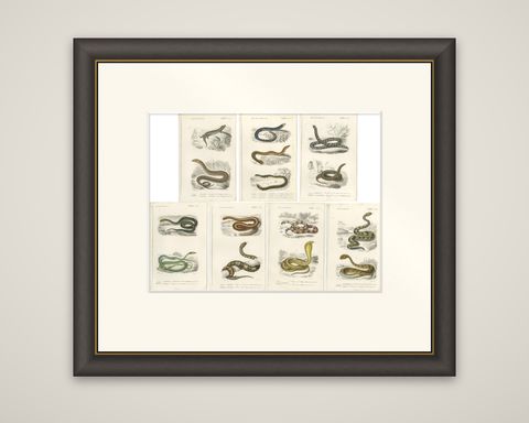 Set of 7 Antique Prints of an Egyptian Cobra and other Snakes and Reptiles, shown framed