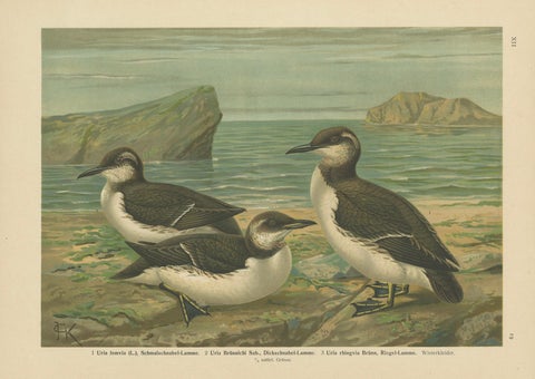 Seabirds on a Northern Shore, Elegant Antique Guillemots Chromolithograph, 1880, close-up 1