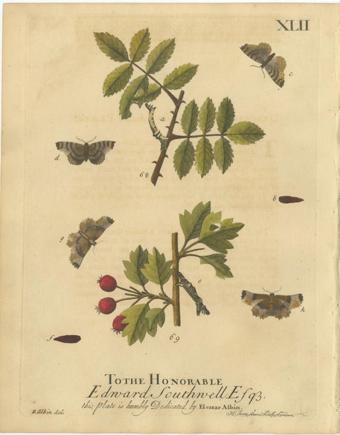 English Moths on Rowan & Hawthorn, Hand-Colored Insect Engraving, Albin 1720, view 3