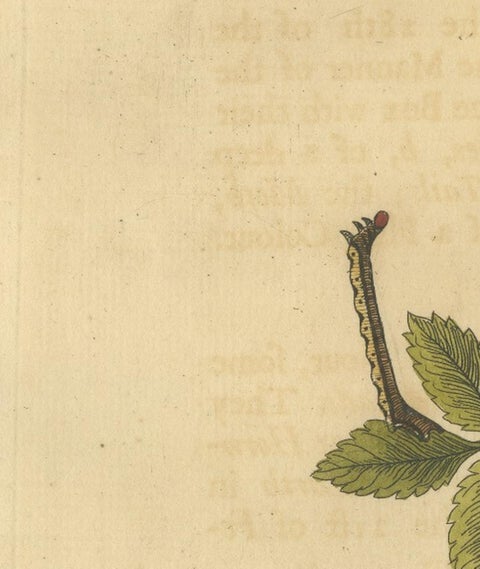 English Moths and Caterpillars on Oak and Rose, Antique Insect Engraving, 1720, view 7