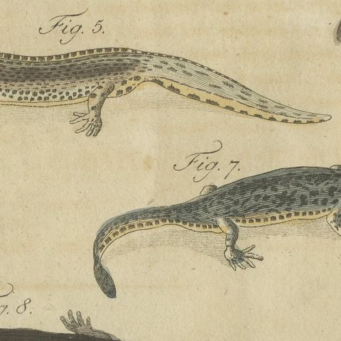Lizards and Newts, Eight Species, Antique Bertuch Print, Vienna, circa 1805, close-up 6