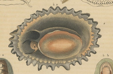 Marine Mollusk Diversity: Sponges, Abalones, Limpets, and Chitons, 1845, close-up 3