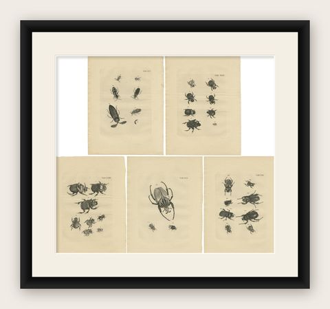 Set of 5 Antique Prints of various Beetles, shown framed