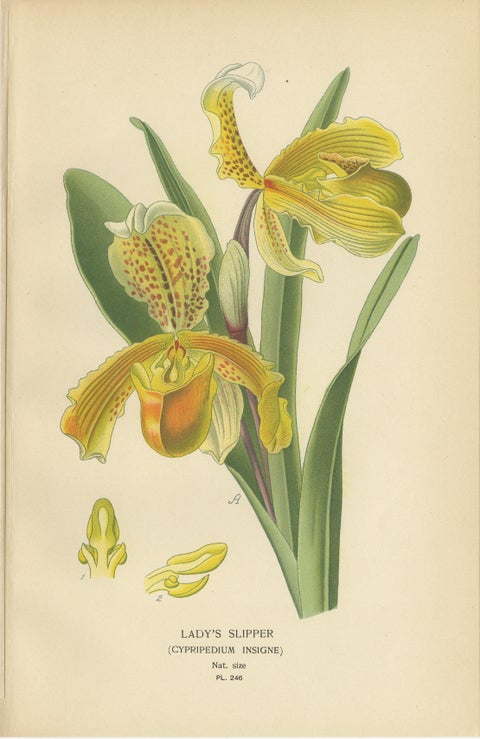 Set of 3 Antique Botanical Prints 1897, Lady’s Slipper, Maranta & Canna, view 2
