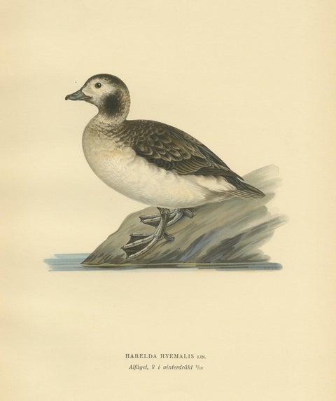 Antique Bird Print of a Female Long-Tailed Duck by Von Wright, '1929', view 4