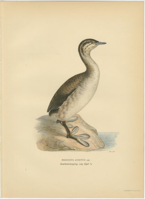 Antique Horned Grebe Bird Lithographs Set of 3, Podiceps Auritus, 1929, view 4