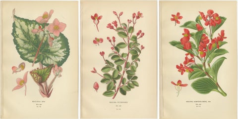 Botanical Prints: Begonia Rex, Begonia Fuchsioides & Begonia Semperflorens, 1897, view 5