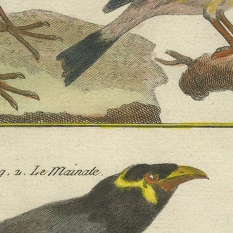 Hand-Colored Engraving of Diverse Bird Species from Histoire Naturelle, 1790, close-up 5