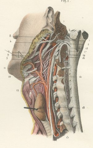 Nerves of the Pharynx and Floor of the Mouth, Hirschfeld Anatomy Print, 1866, view 4