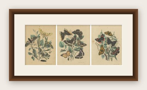 Exquisite 19th-Century Butterfly Lithographs: A Study of Exotic Lepidoptera, shown framed