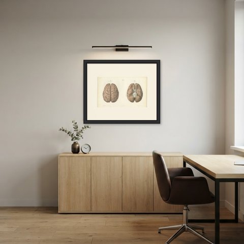 The Whole Brain from Above and Below, Antique Hirschfeld Anatomy Print, 1866, shown framed in a room