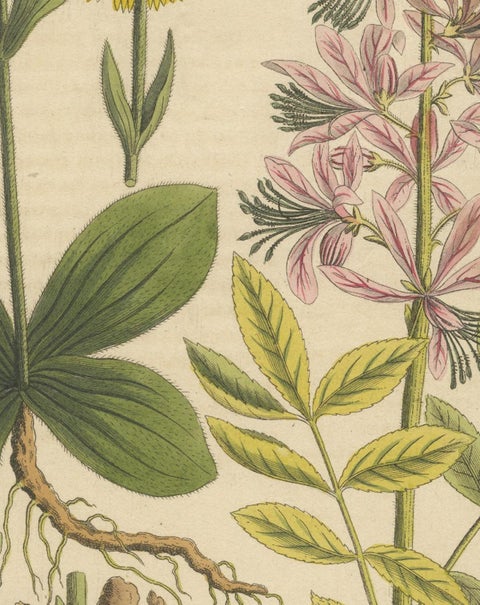 Antique Botanical Engraving, Yellow Flower & Pink Bladder Senna, Pflanzen CXXXV, view 5
