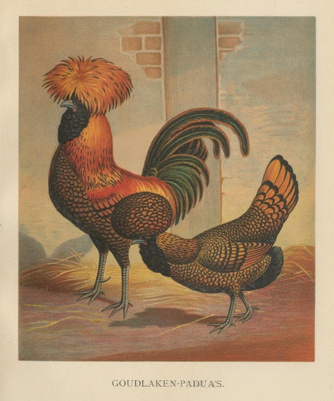 The Magnificent Golden Polish Chicken - A Rare 19th Century Poultry Lithograph, close-up 4