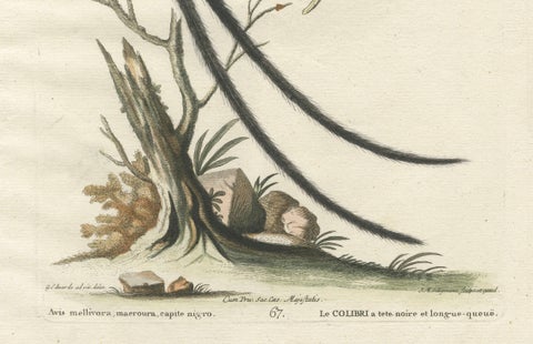 Long-Tailed Black-Headed Hummingbird and Butterfly Engraving by Seligmann, 1770, close-up 2