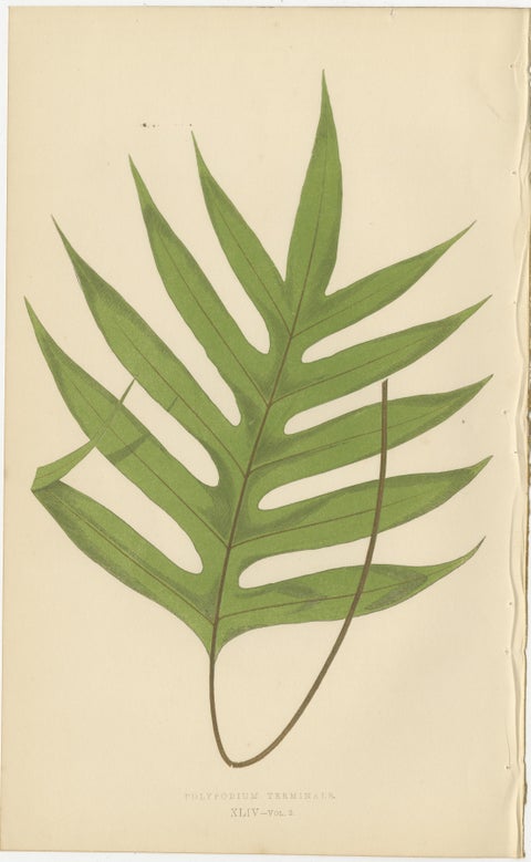 Collection of 10 Original Antique Tropical Fern Lithographs by E.J. Lowe, 1856, view 7