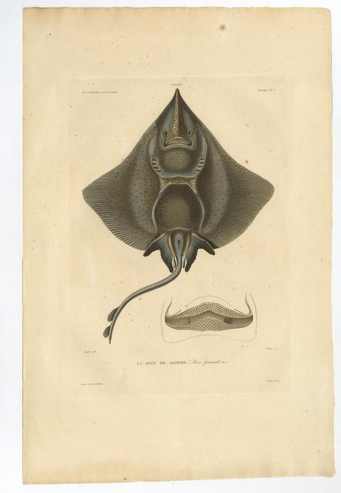 Rare Decorative Hand-colored Antique Plate of The Gaimard's Ray Fish, 1842, close-up 2