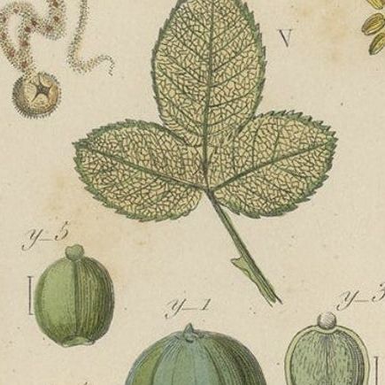 Decorative Antique Print of Various Flowers, Seeds, Leaves and More, 1854, close-up 1