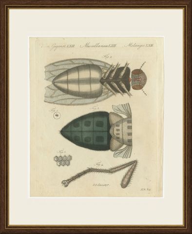 House Fly and Compound Eye Magnified, Antique Bertuch Print, circa 1805, shown framed